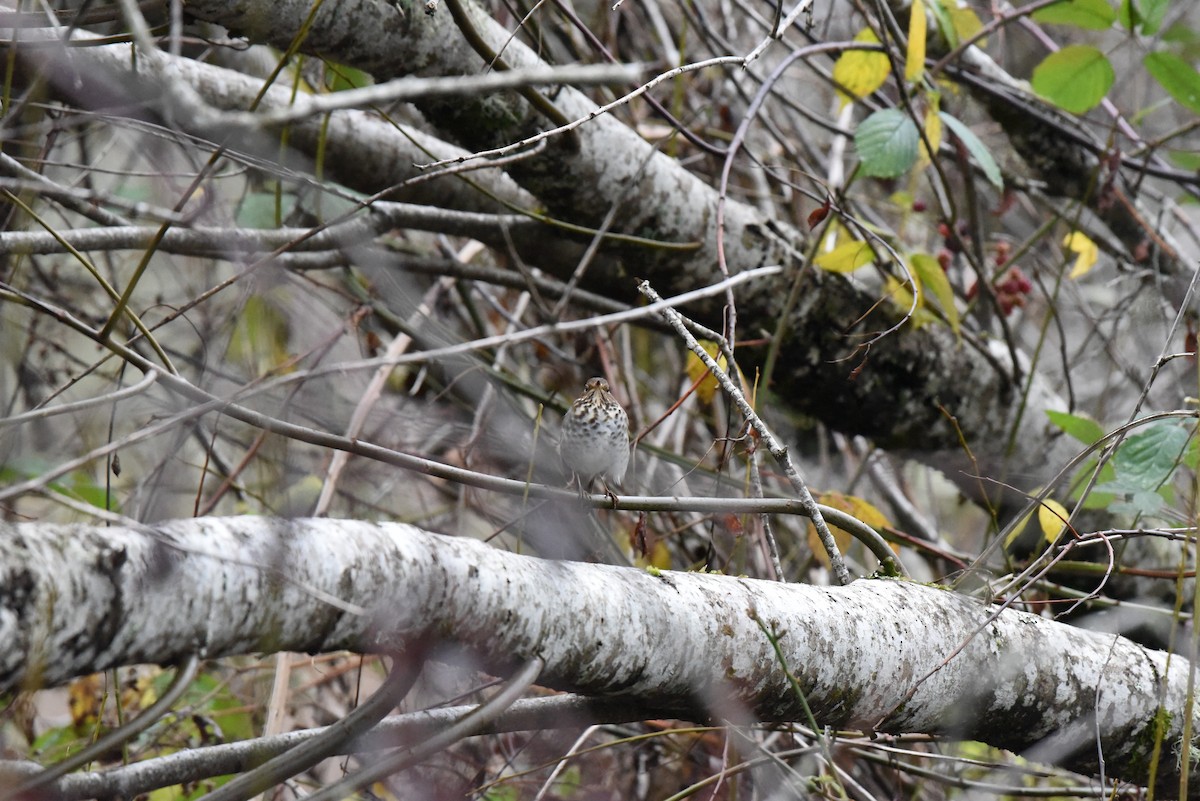 Zorzalito Colirrufo - ML647109208