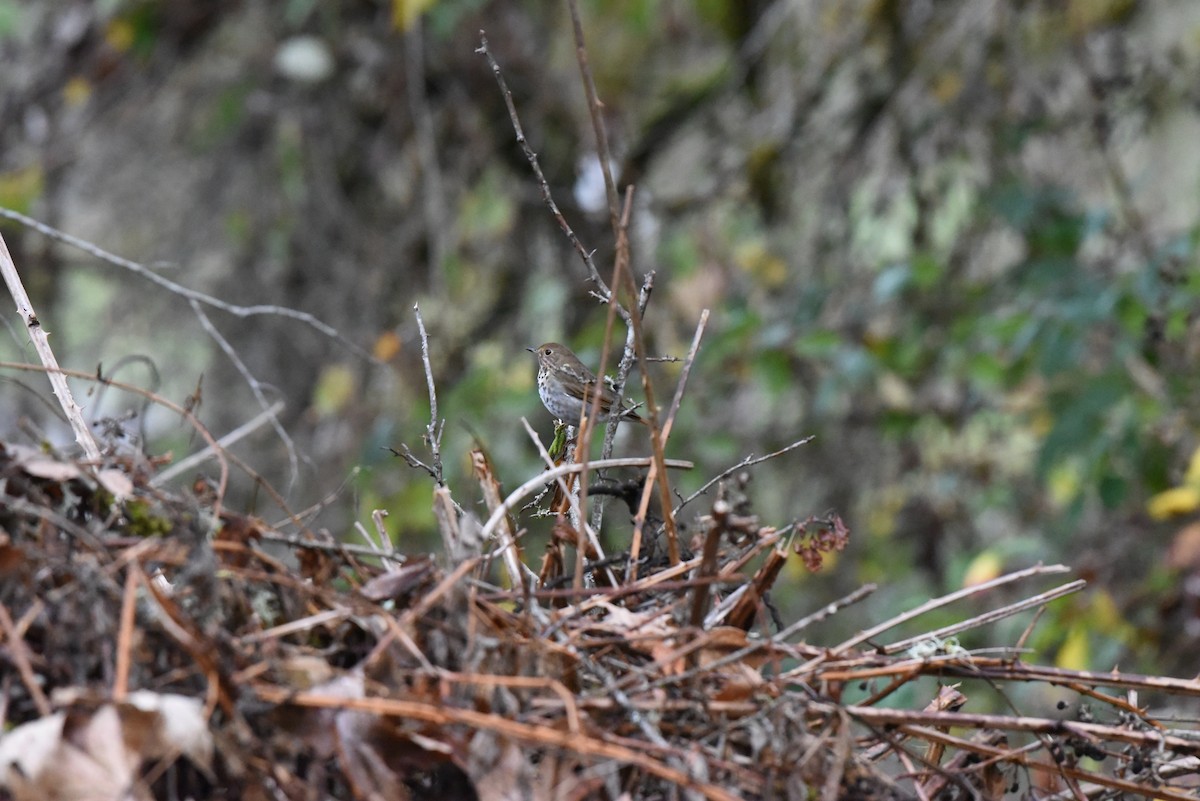 Zorzalito Colirrufo - ML647109209