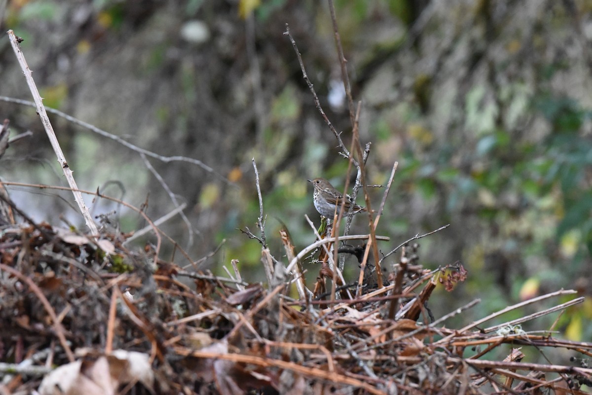 Zorzalito Colirrufo - ML647109210