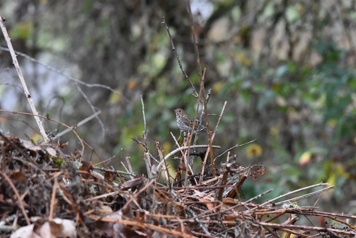 Zorzalito Colirrufo - ML647109211