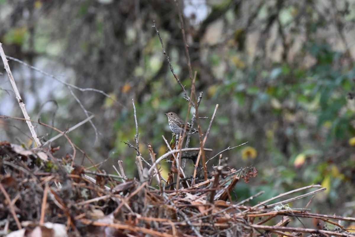 Zorzalito Colirrufo - ML647109212