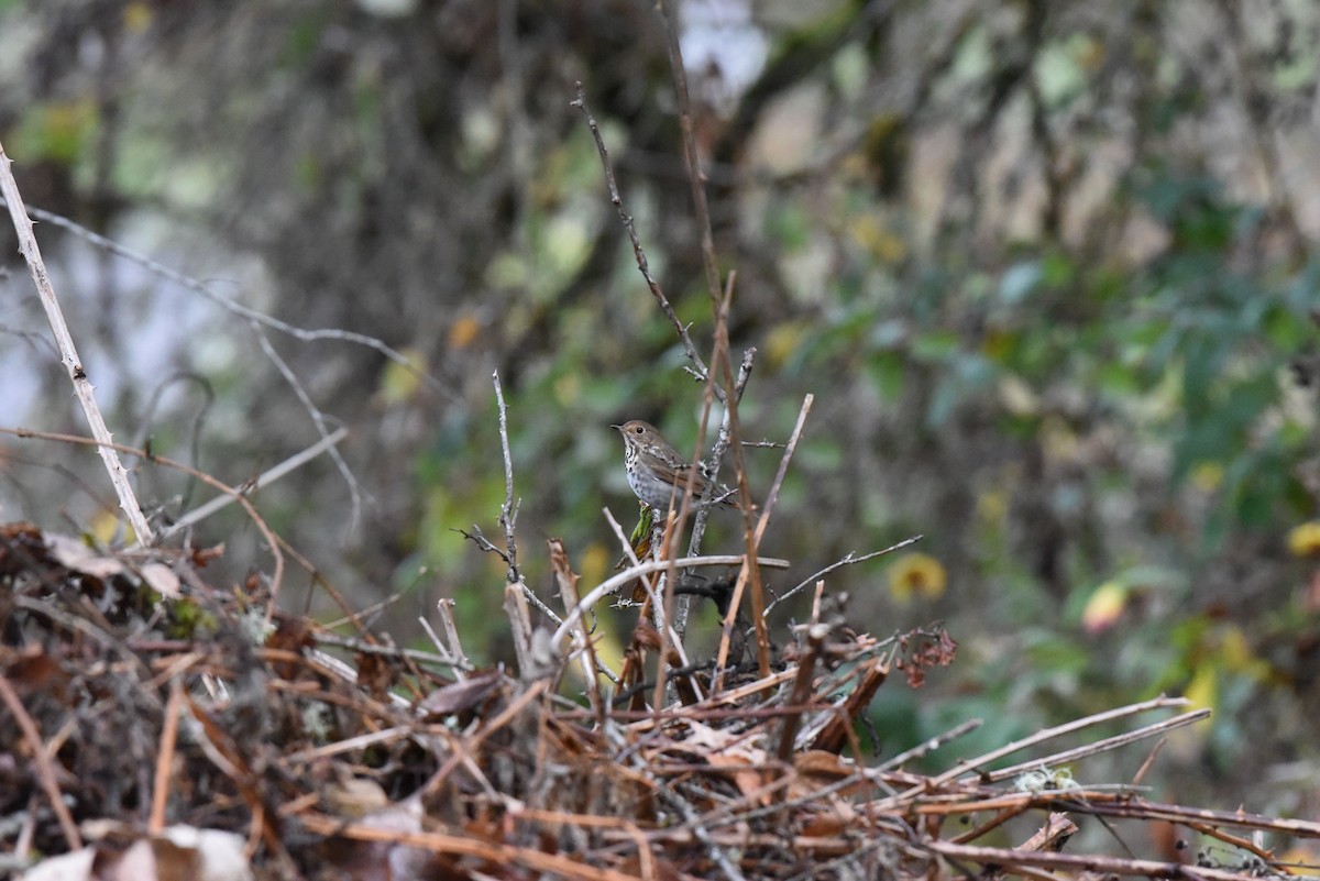 Zorzalito Colirrufo - ML647109213