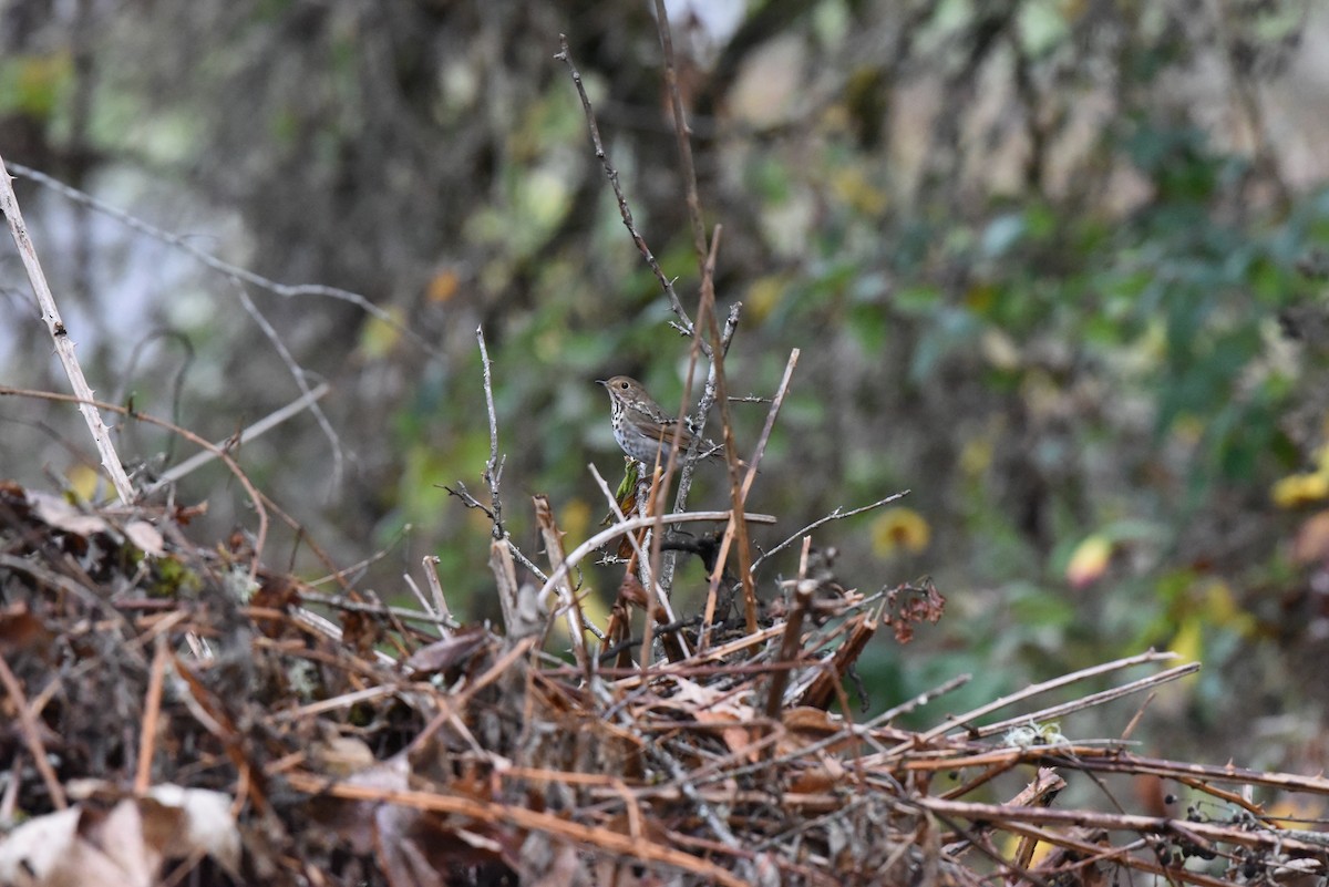 Zorzalito Colirrufo - ML647109214