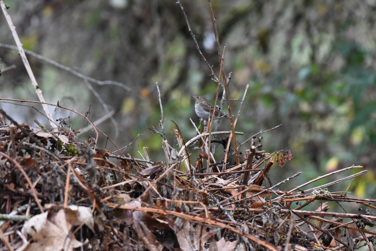 Zorzalito Colirrufo - ML647109217