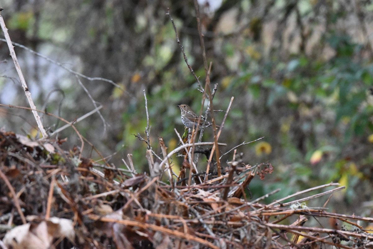 Zorzalito Colirrufo - ML647109220