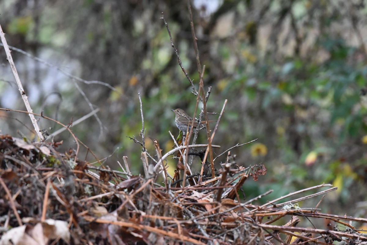 Zorzalito Colirrufo - ML647109221