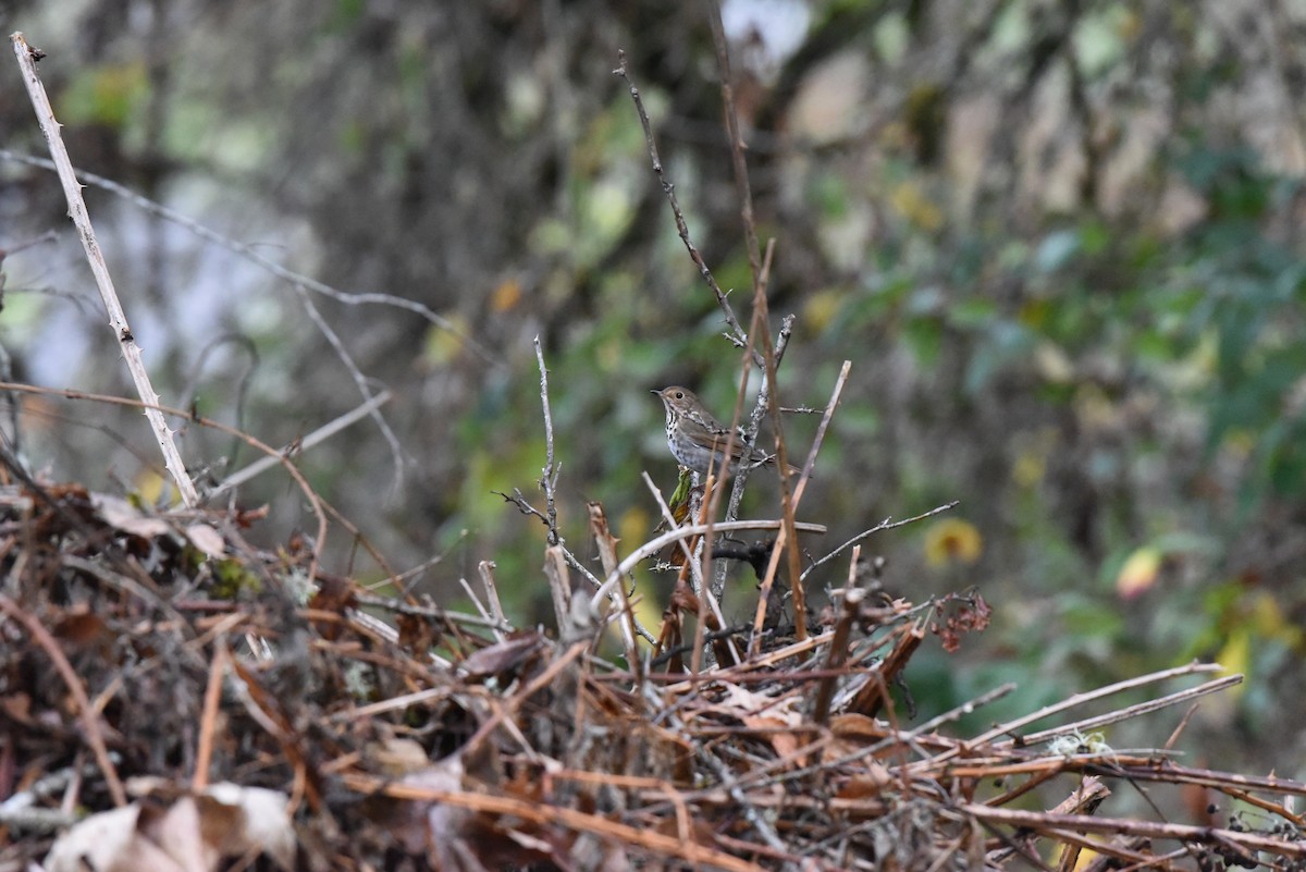 Zorzalito Colirrufo - ML647109222