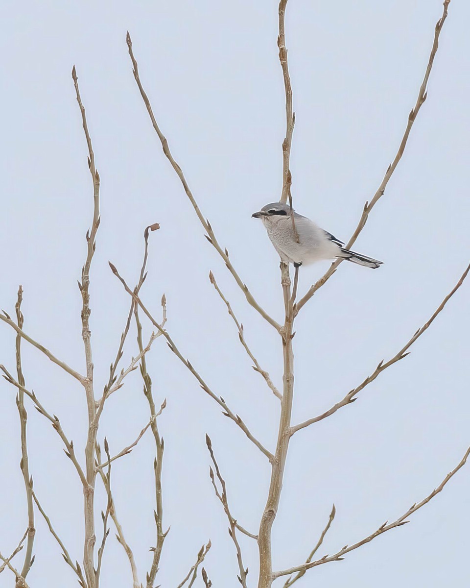 Alcaudón Boreal - ML647109225