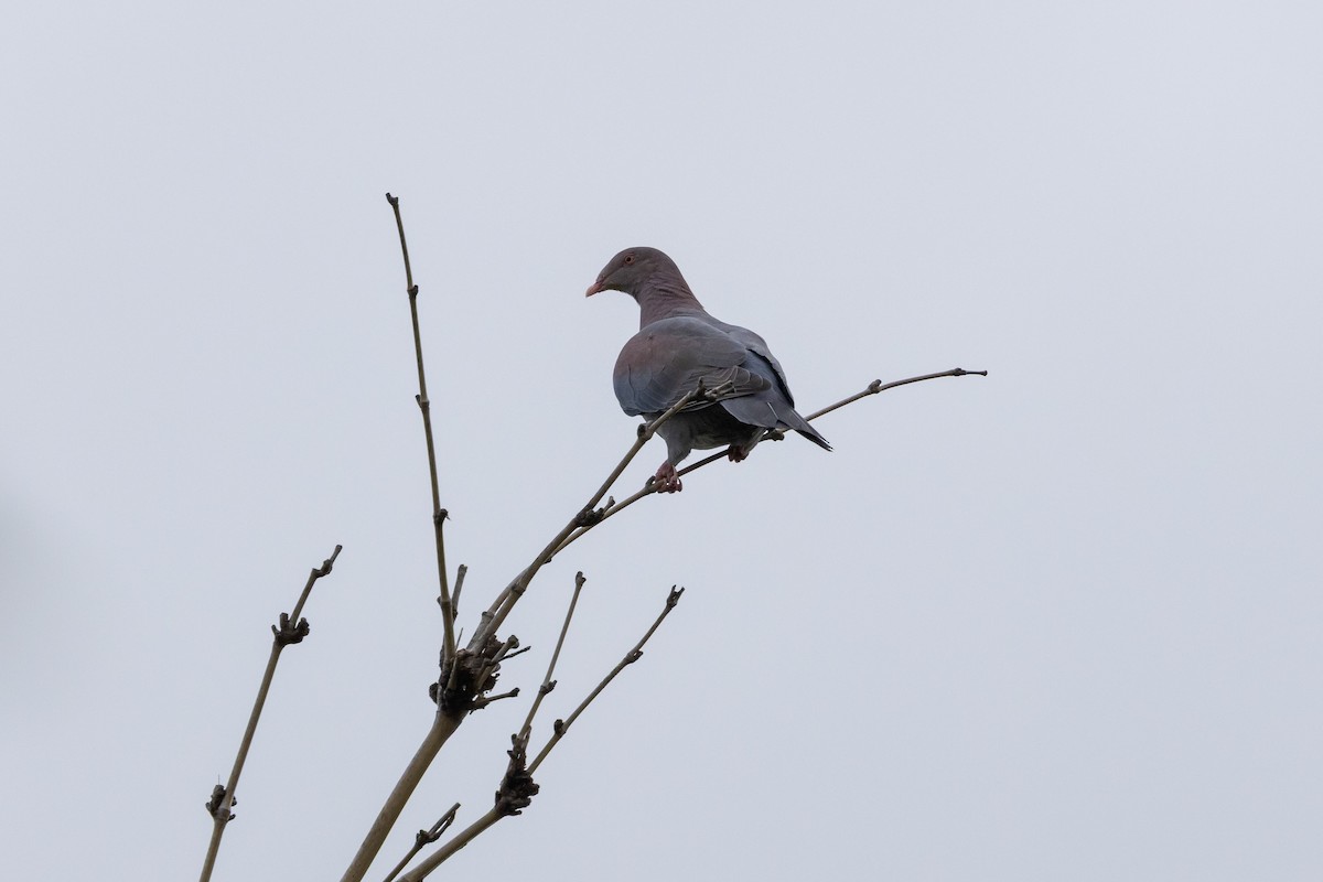 Red-billed Pigeon - ML647109231