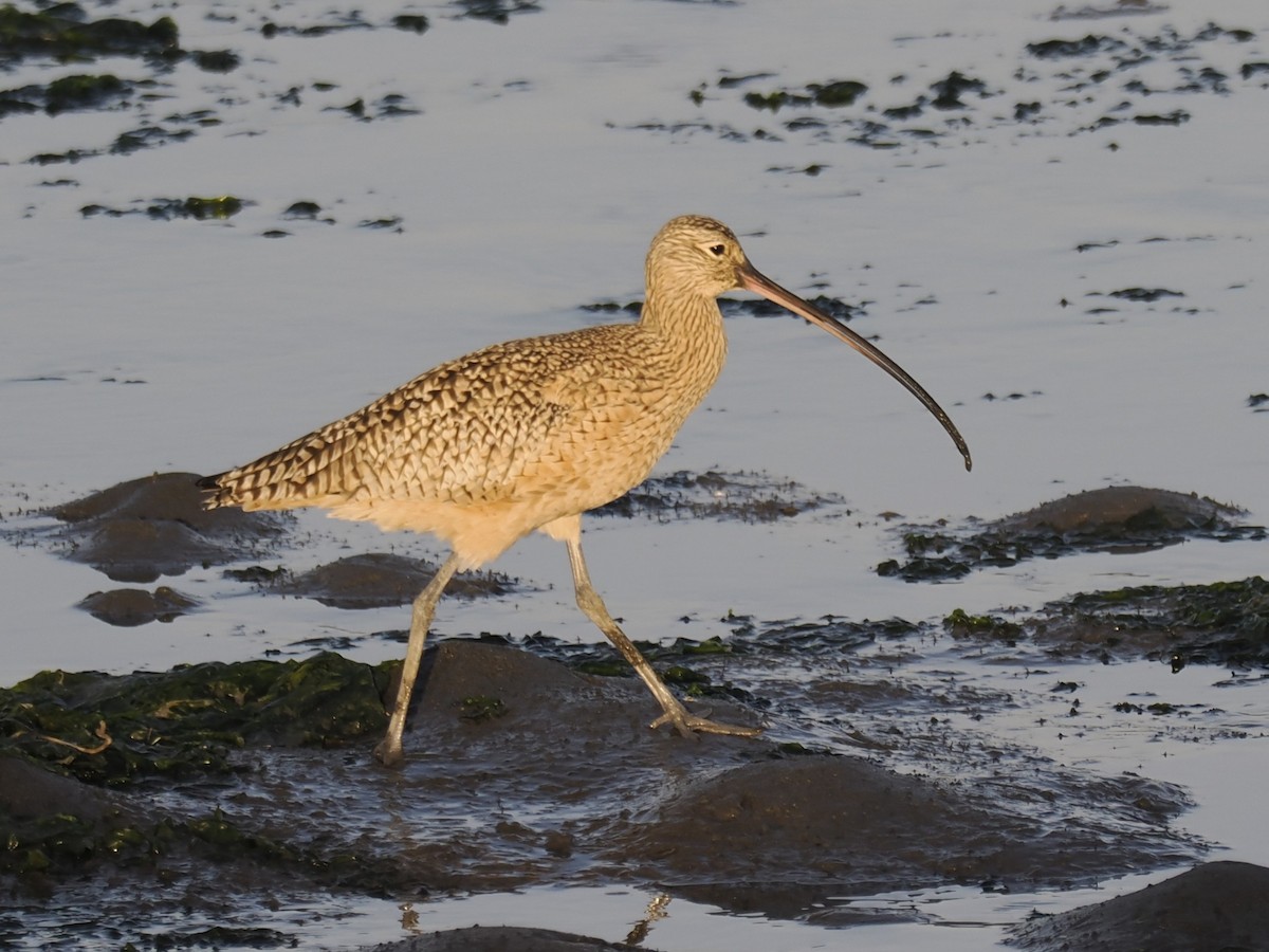 Кульон американський - ML647109236