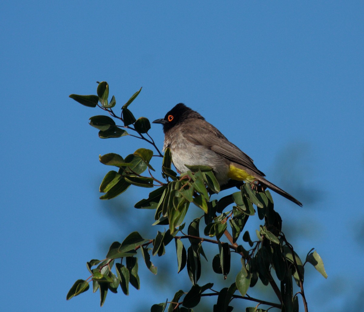 Black-fronted Bulbul - ML647109242