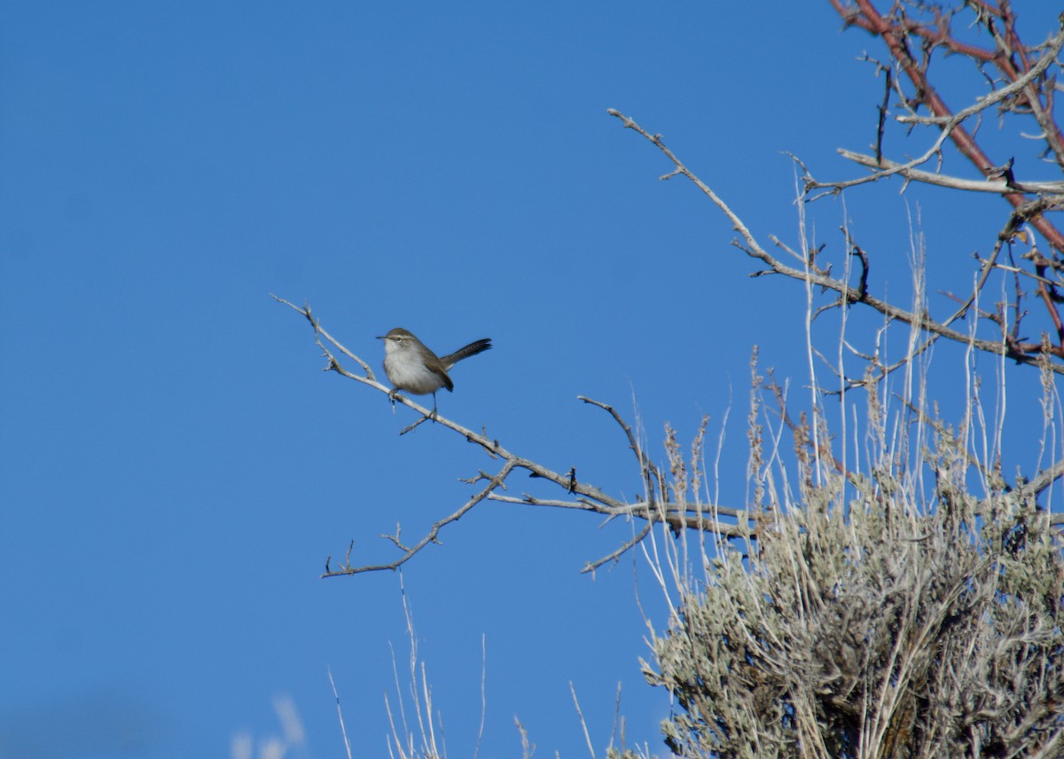 Bewick's Wren - ML647109243