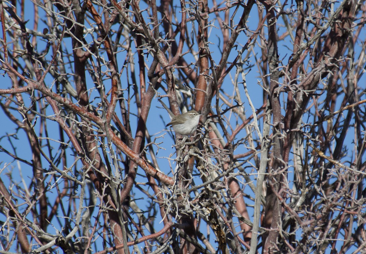 Bewick's Wren - ML647109245