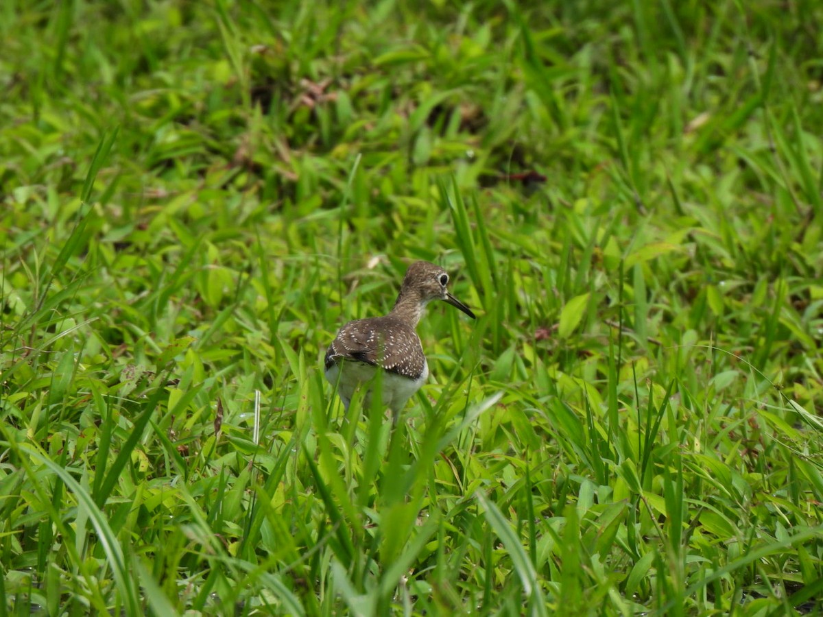 Solitary Sandpiper - ML647109246