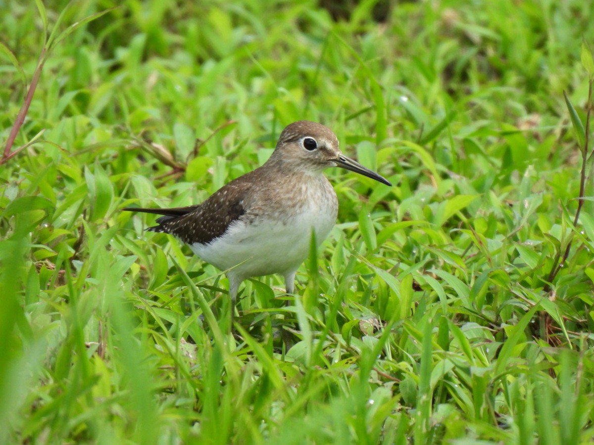 Solitary Sandpiper - ML647109247