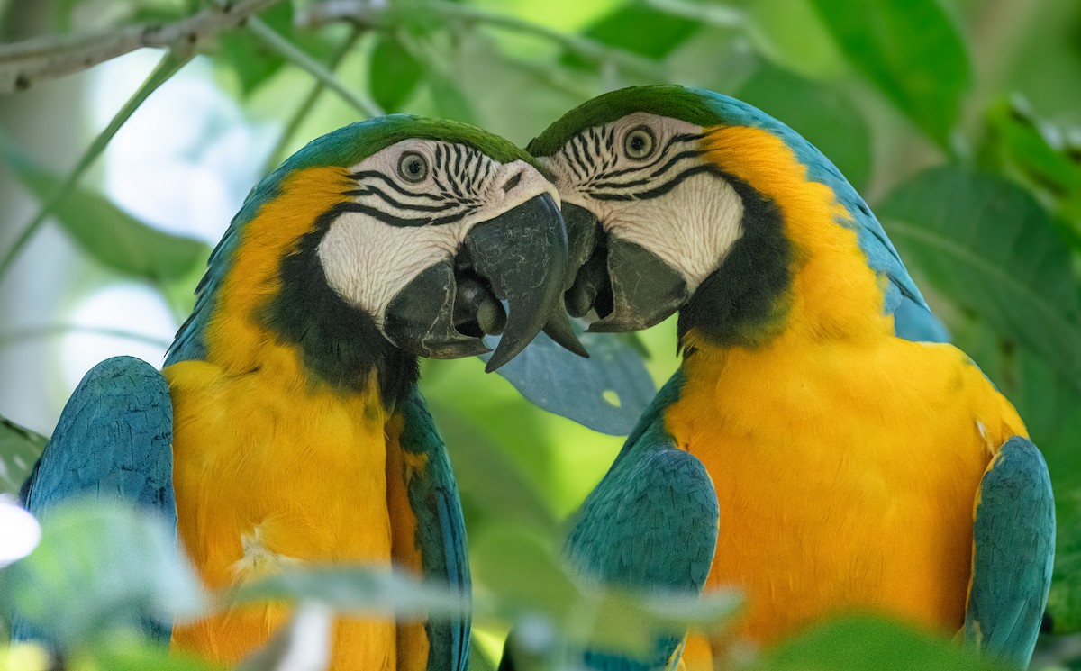 Blue-and-yellow Macaw - ML647109250