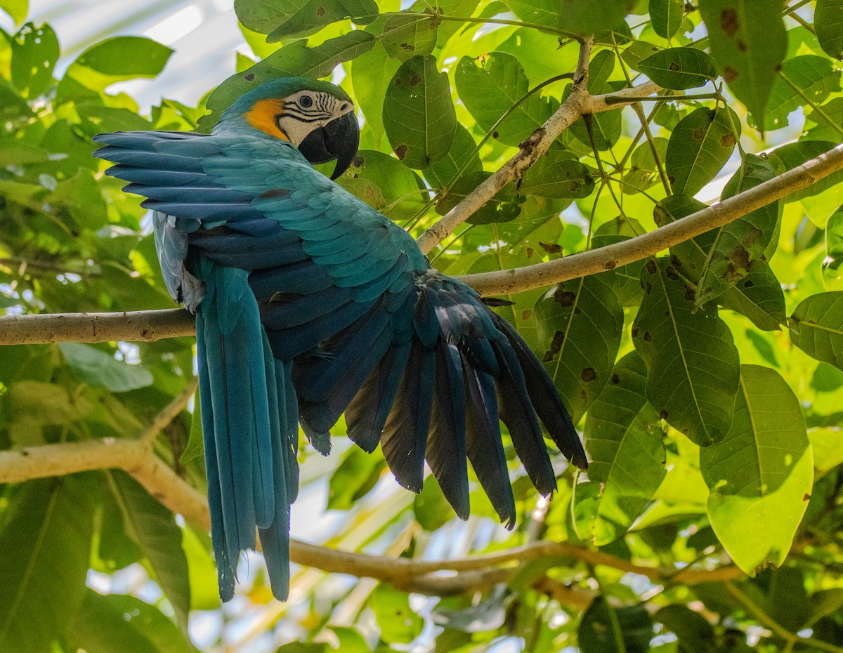 Blue-and-yellow Macaw - ML647109251