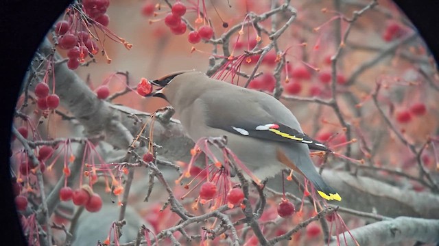 Свиристель - ML647109257