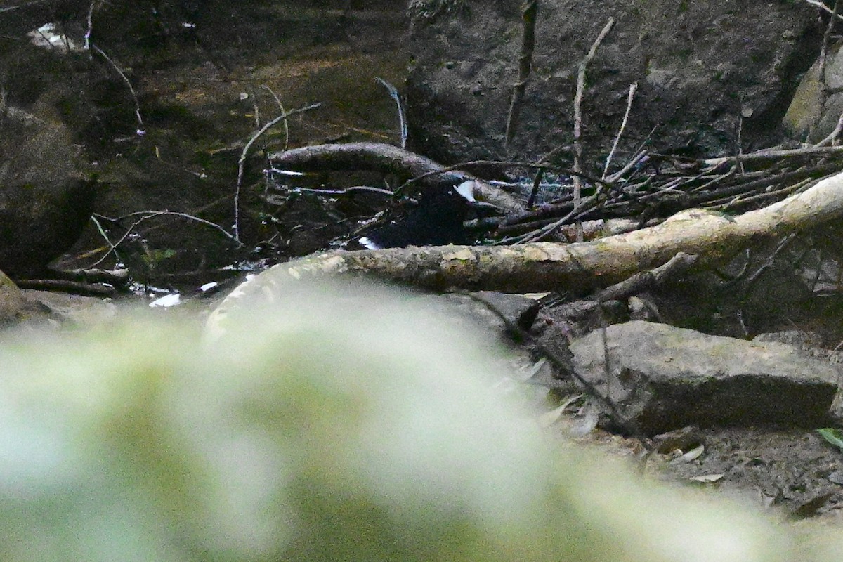 White-crowned Forktail - ML647109258