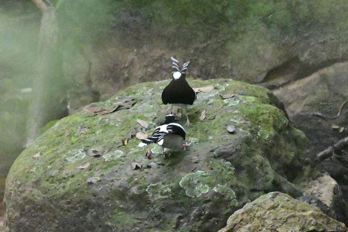 White-crowned Forktail - ML647109259