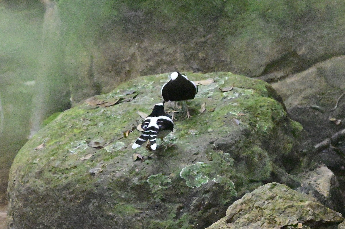 White-crowned Forktail - ML647109260