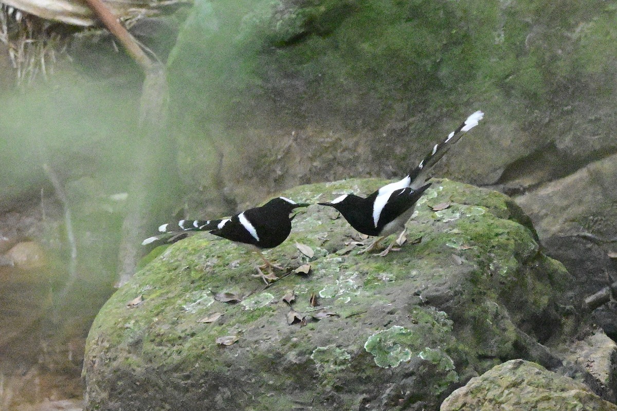 White-crowned Forktail - ML647109261