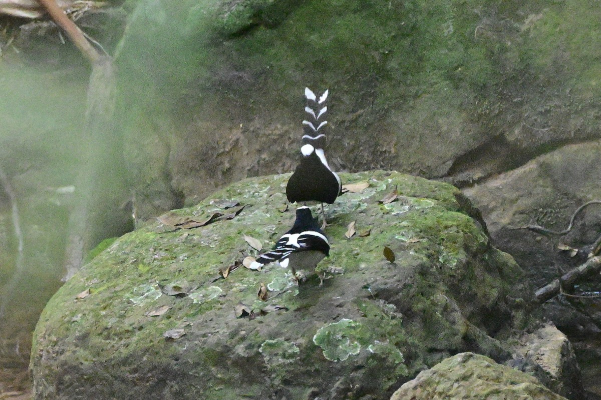 White-crowned Forktail - ML647109262