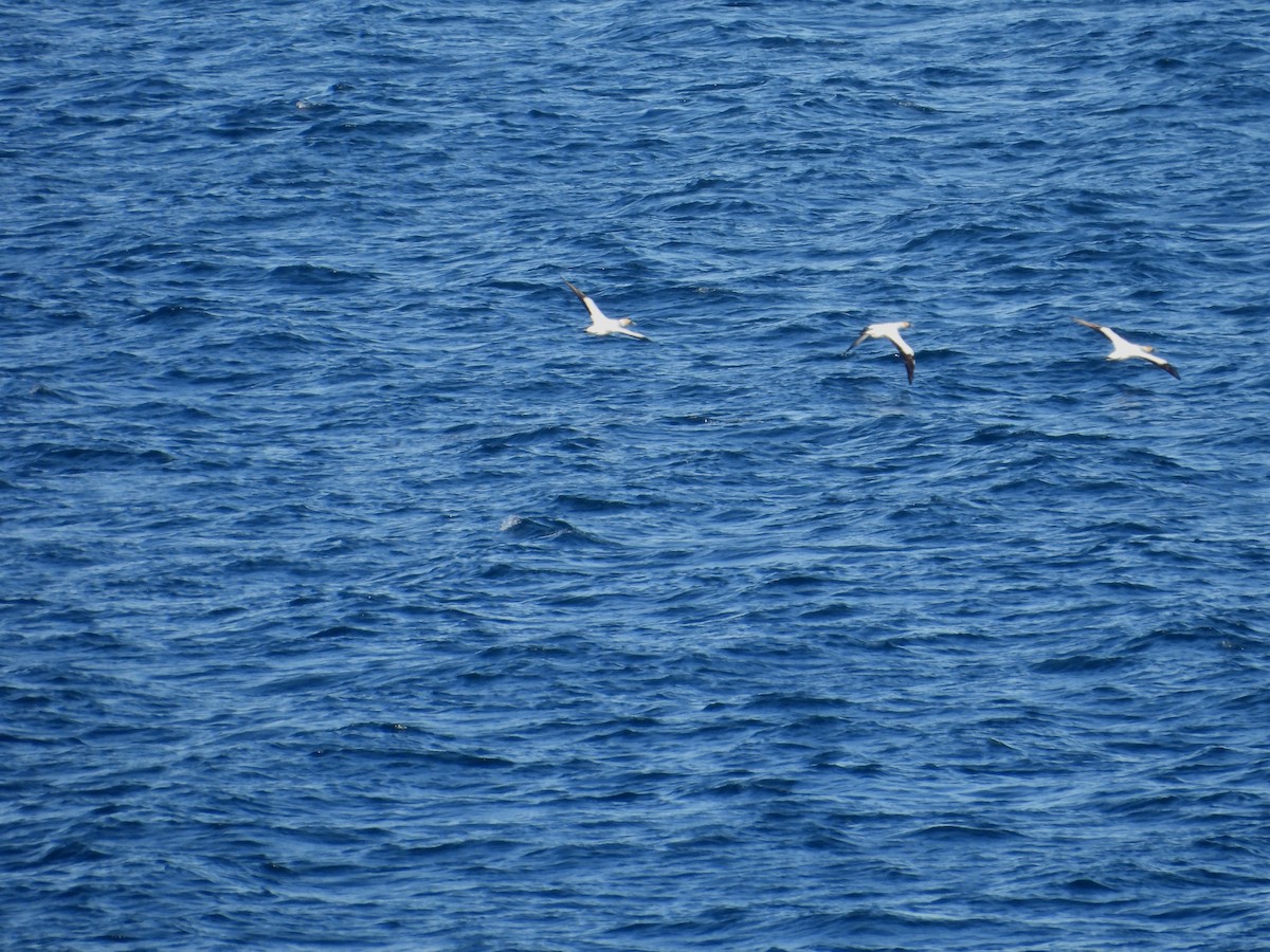 Australasian Gannet - ML647109263