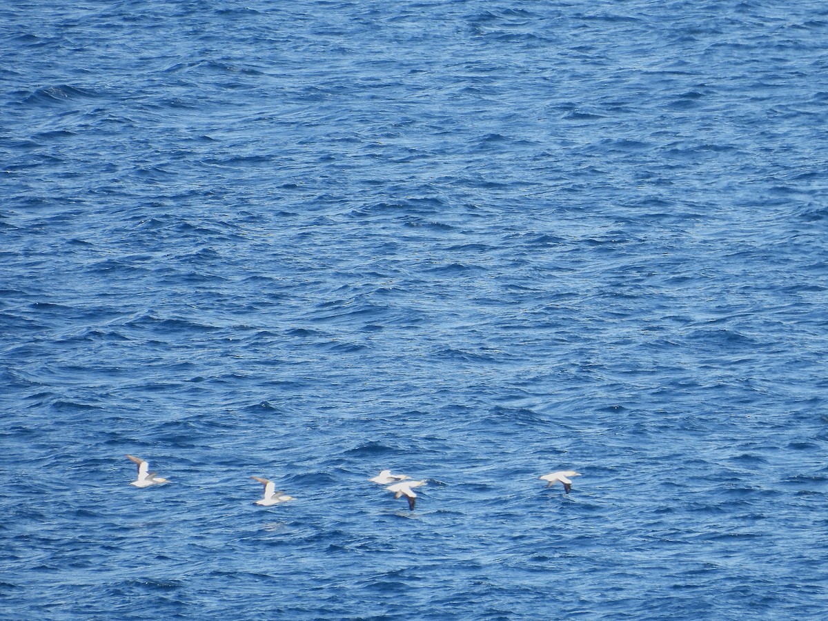 Australasian Gannet - ML647109264