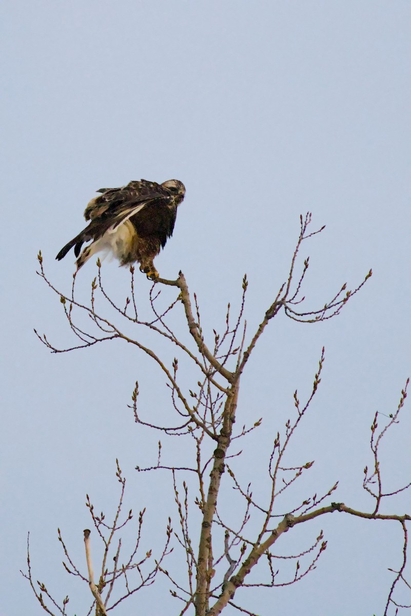 Rough-legged Hawk - ML647109269