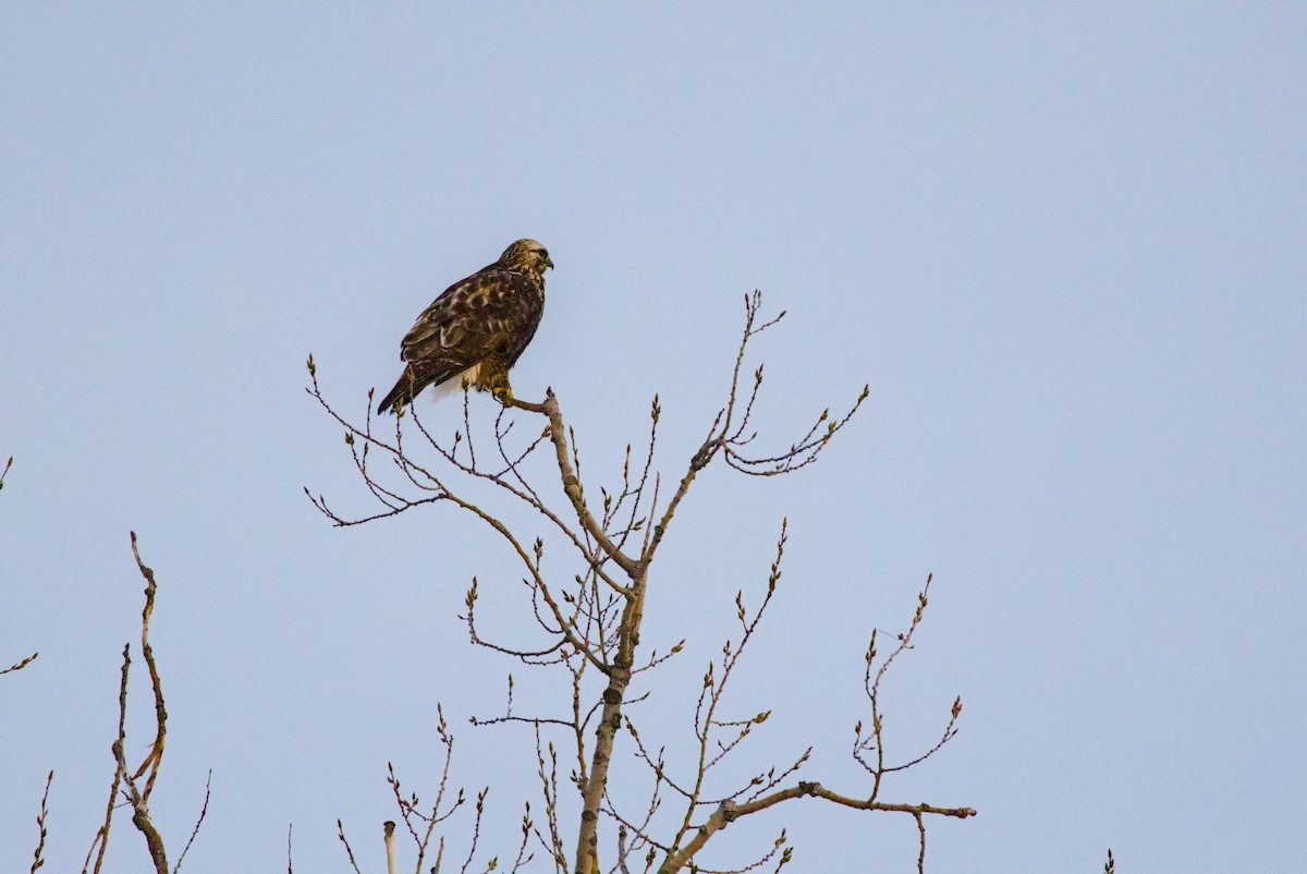 Rough-legged Hawk - ML647109270