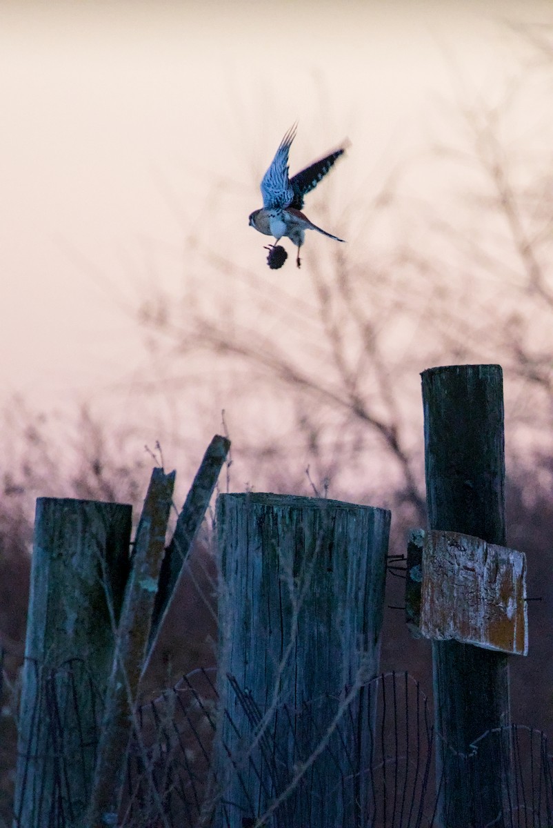 American Kestrel - ML647109276