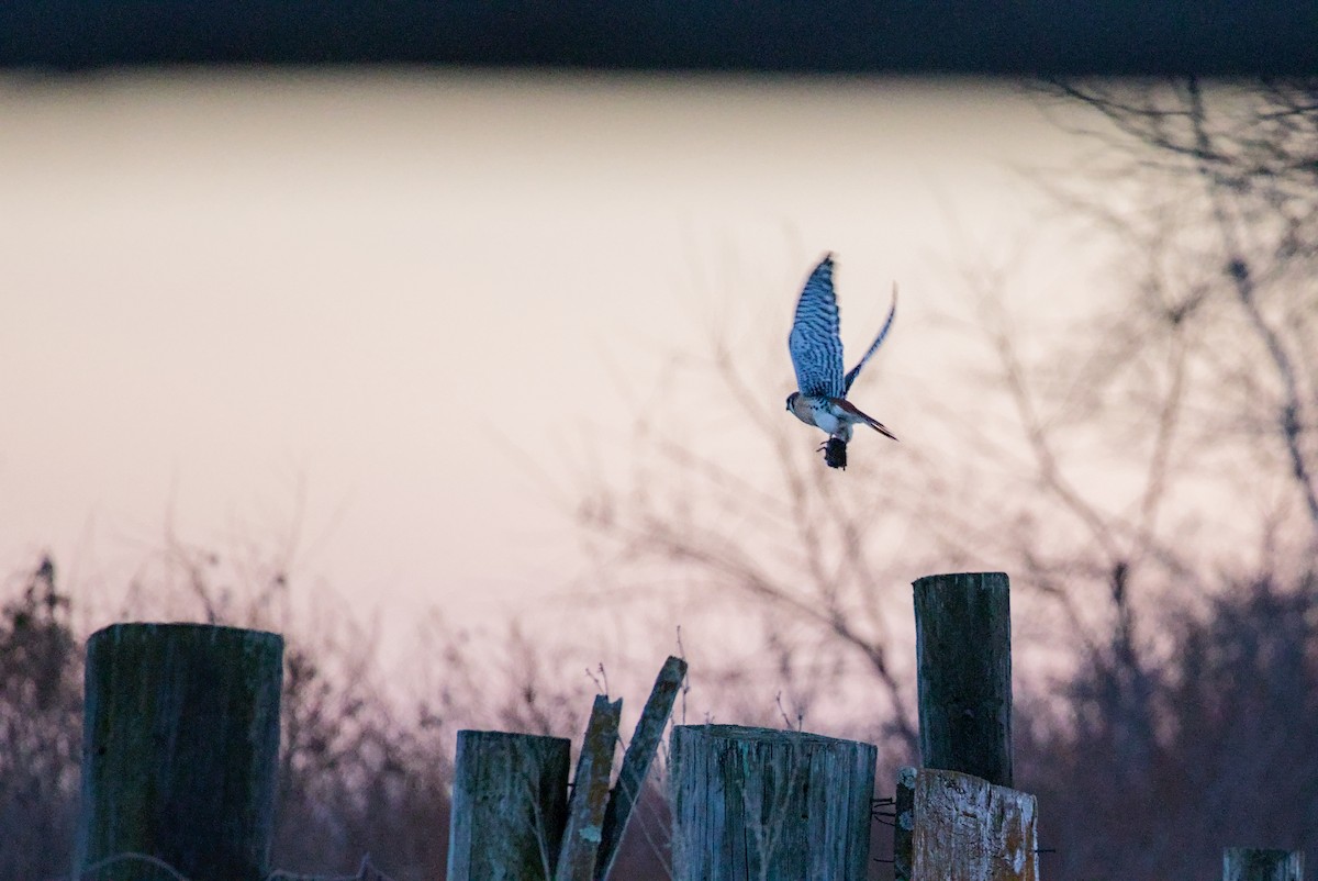 American Kestrel - ML647109277
