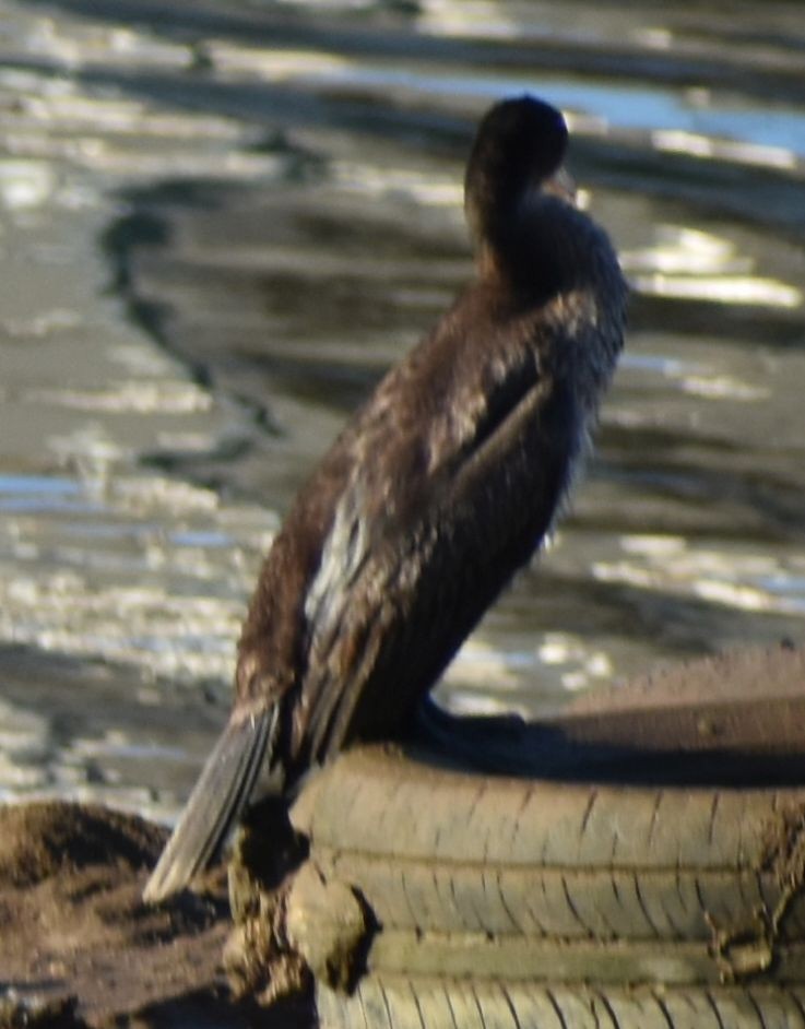 Cormorán Grande - ML647109278