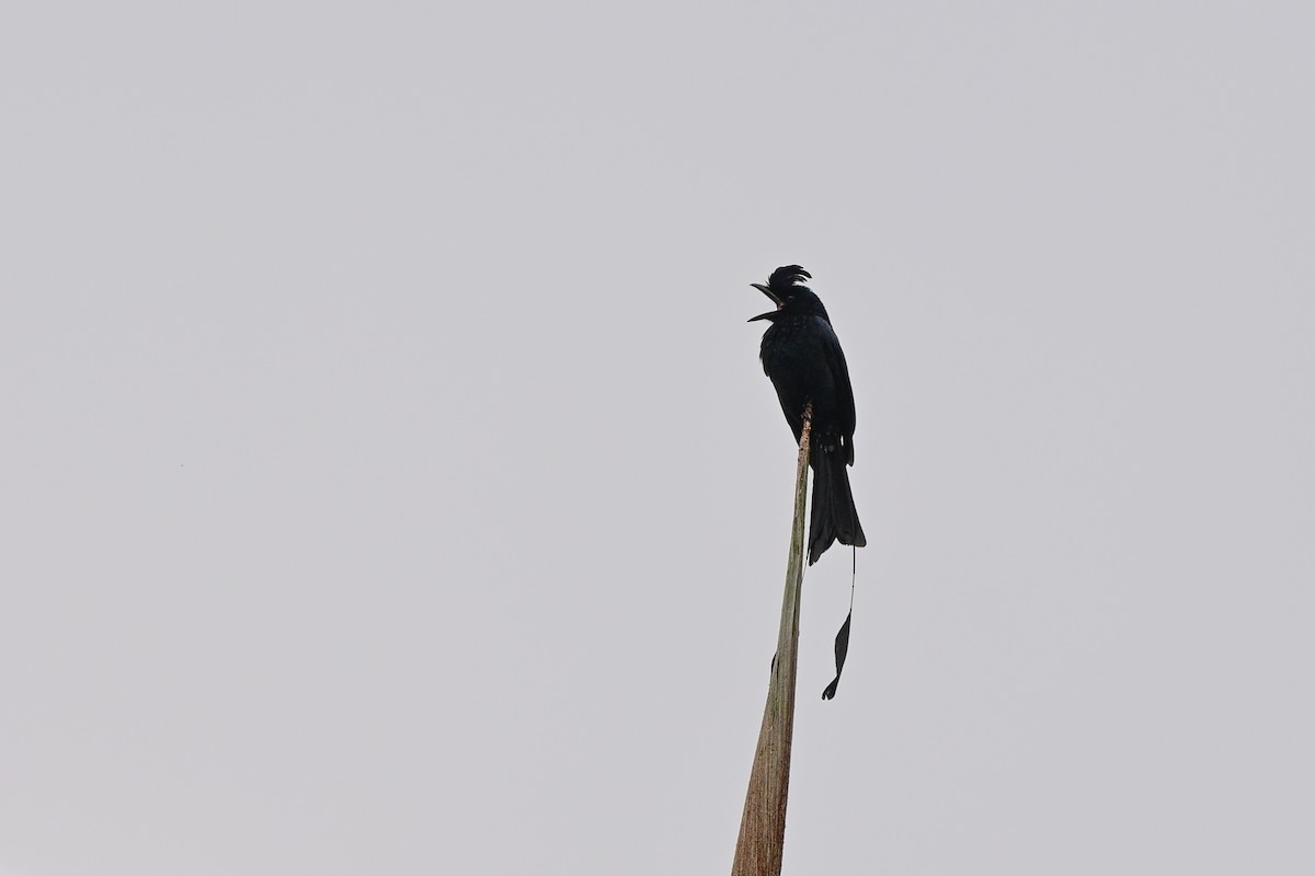 Greater Racket-tailed Drongo - ML647109279