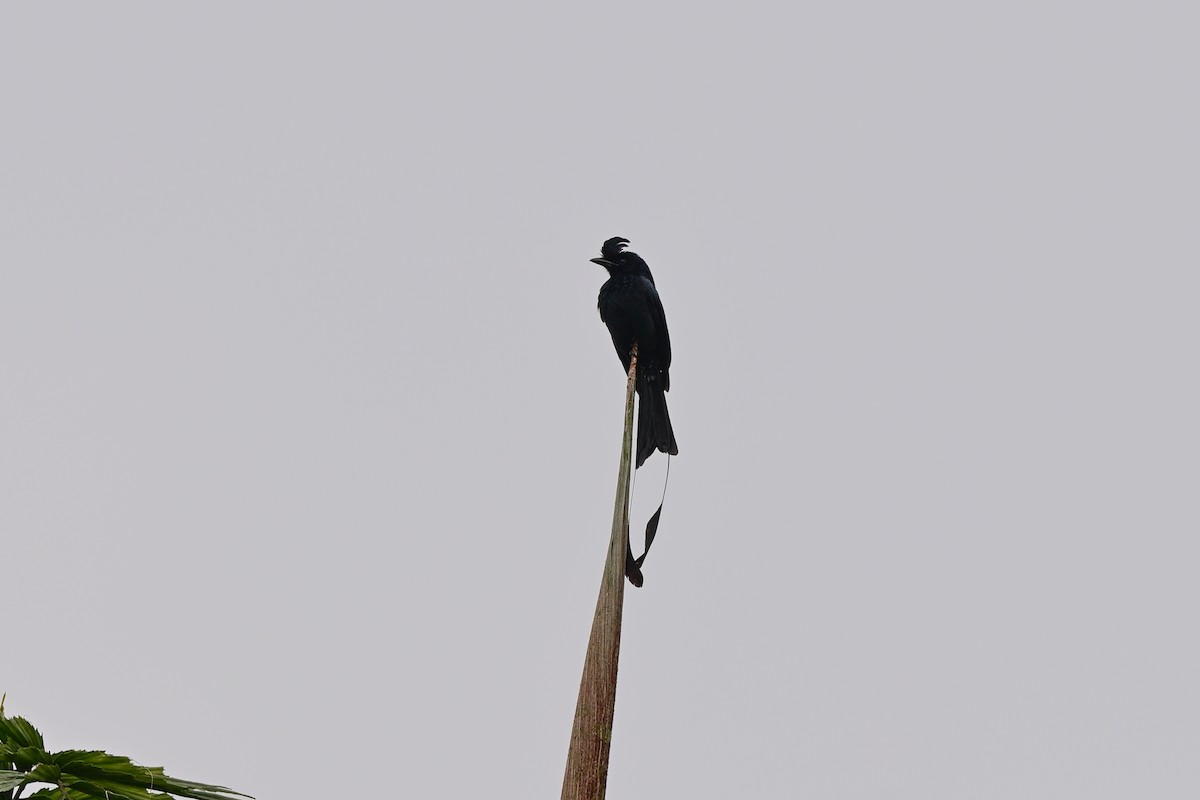Greater Racket-tailed Drongo - ML647109280