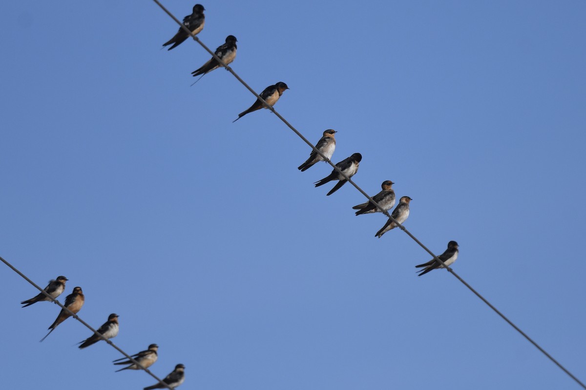 セスジツバメ - ML647109281