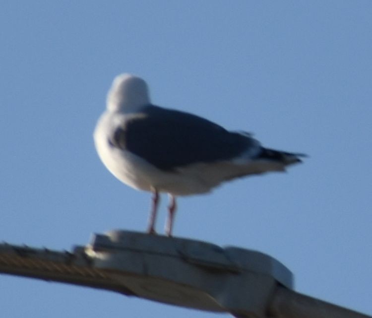 Lesser Black-backed Gull - ML647109302