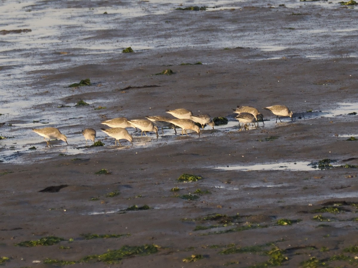 חופית להקנית - ML647109307
