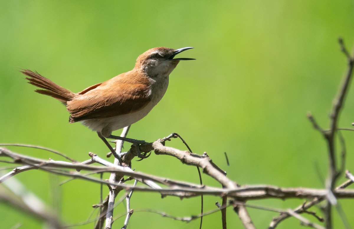Yellow-chinned Spinetail - ML647109308