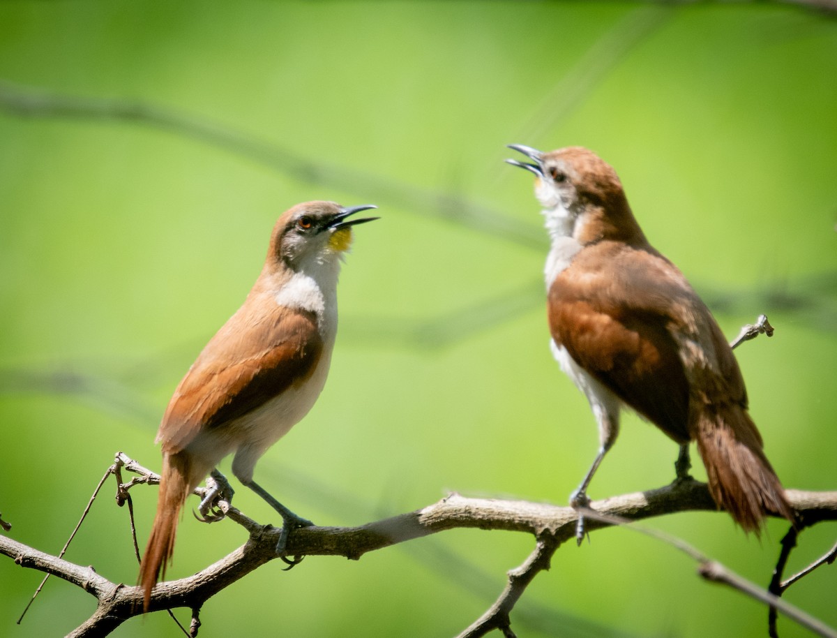 Yellow-chinned Spinetail - ML647109309
