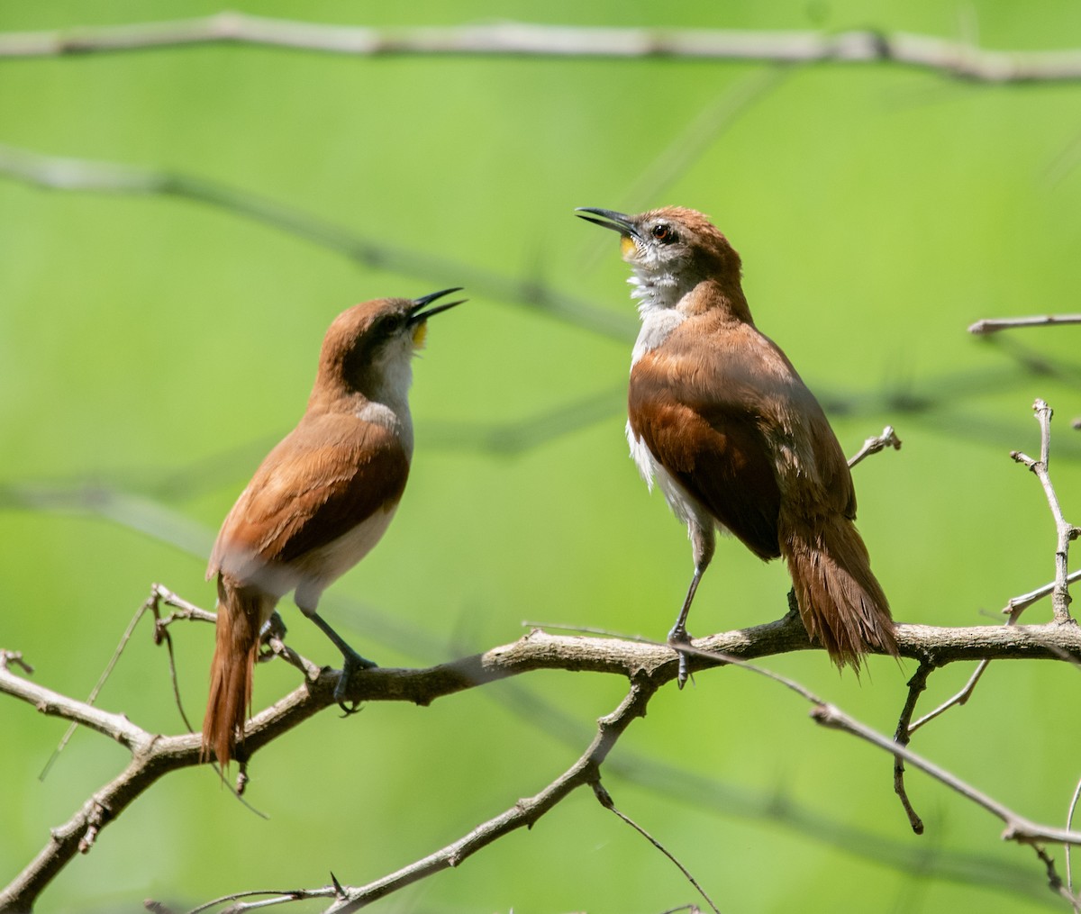 Yellow-chinned Spinetail - ML647109310
