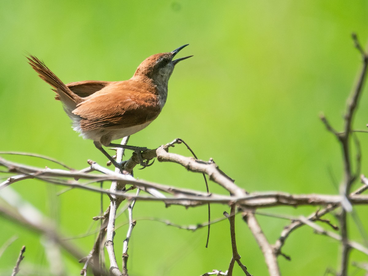 Yellow-chinned Spinetail - ML647109311