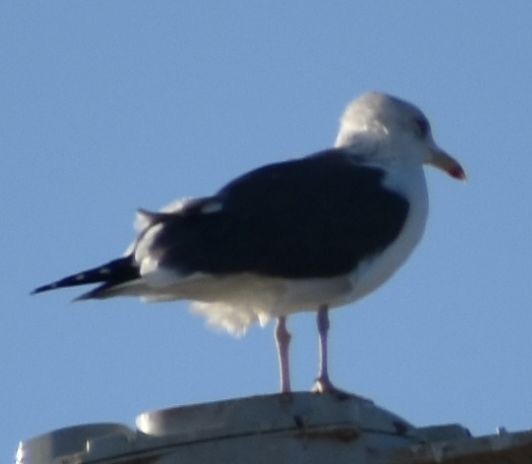 Lesser Black-backed Gull - ML647109312