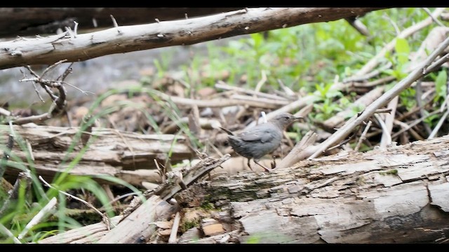 American Dipper - ML647109313
