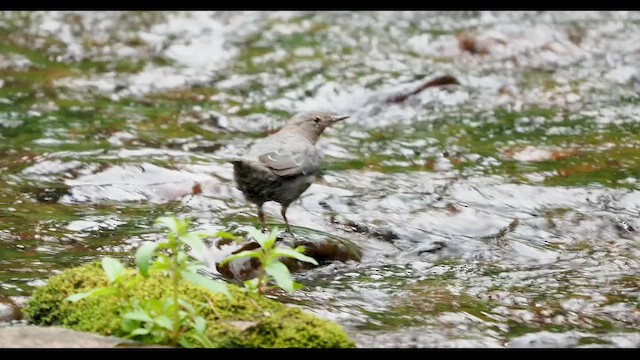 American Dipper - ML647109315