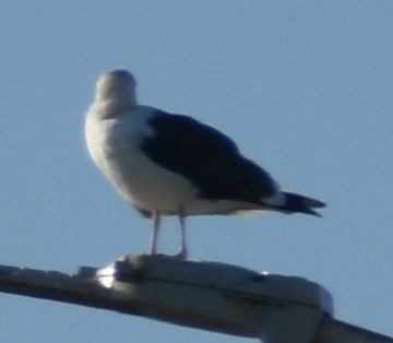 Lesser Black-backed Gull - ML647109317