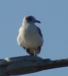 Lesser Black-backed Gull - ML647109318