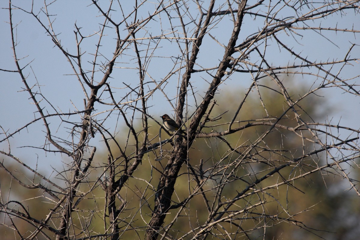 Black-fronted Bulbul - ML647109320