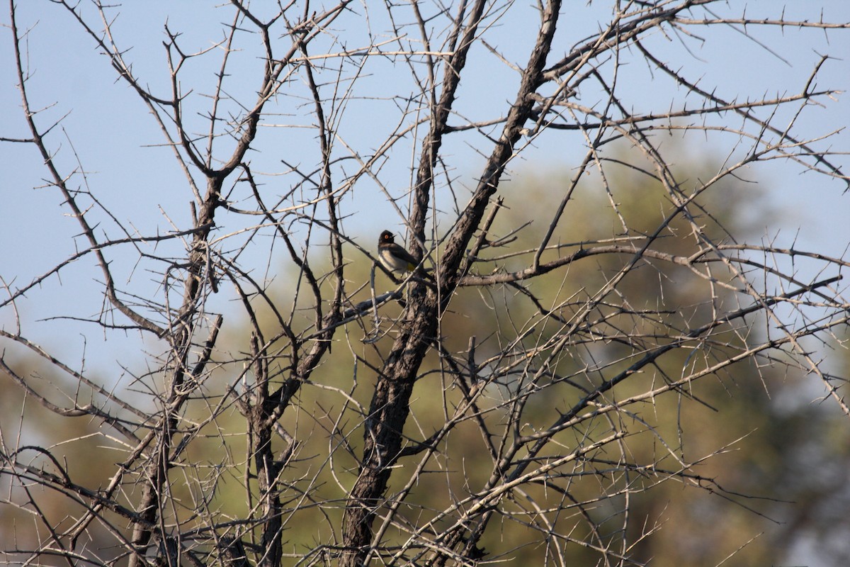 Black-fronted Bulbul - ML647109321